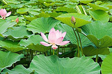 卡普空发布《怪物猎人：荒野》x《街头霸王6》联动预告片